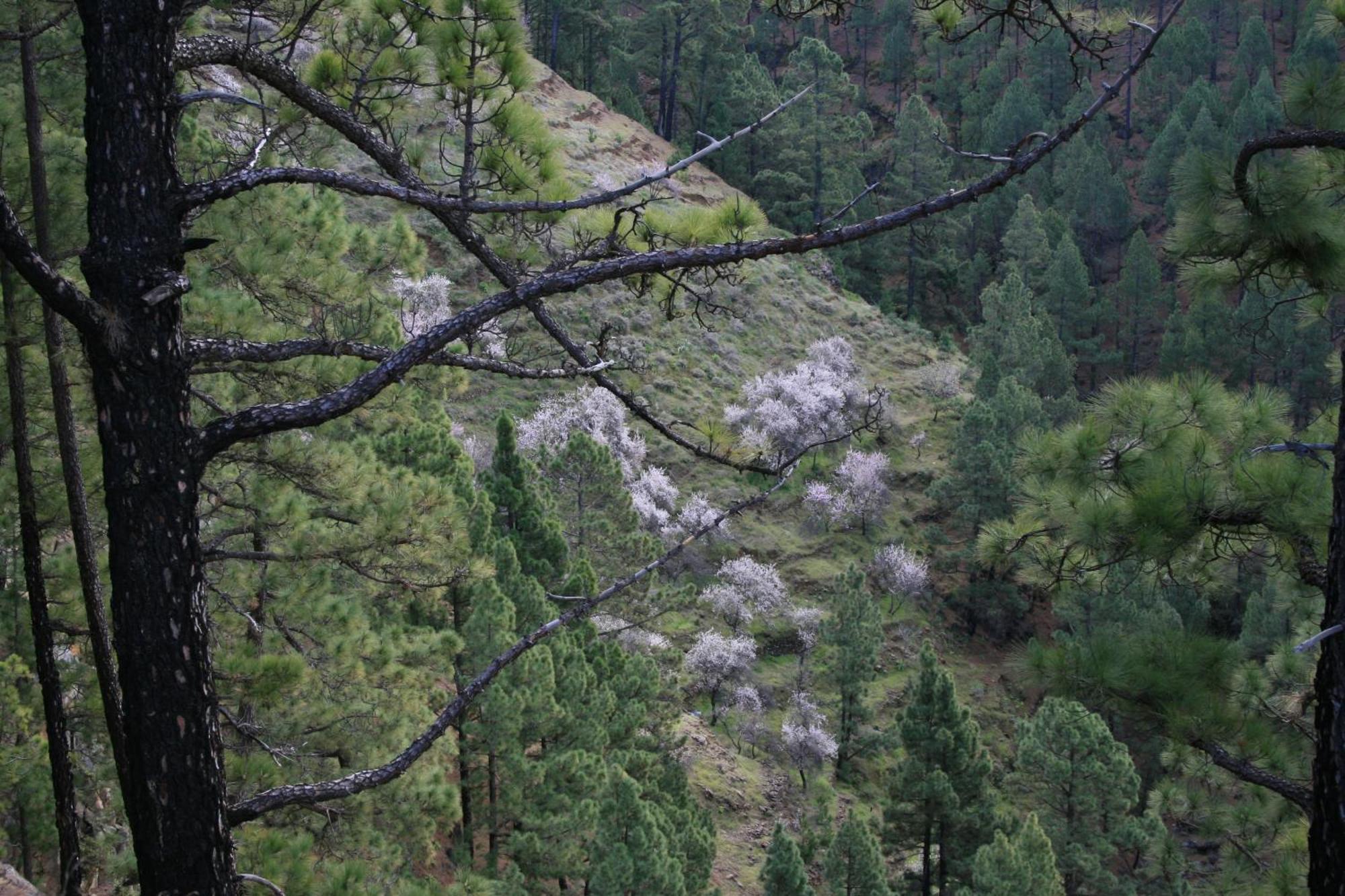 Casa Rural El Riachuelo Garafía Exteriör bild